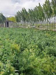 راهنمای خرید زمین در سرعین | مزایا، معایب و قیمت زمین در سال ۱۴۰۴