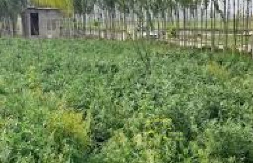 راهنمای خرید زمین در سرعین | مزایا، معایب و قیمت زمین در سال ۱۴۰۴